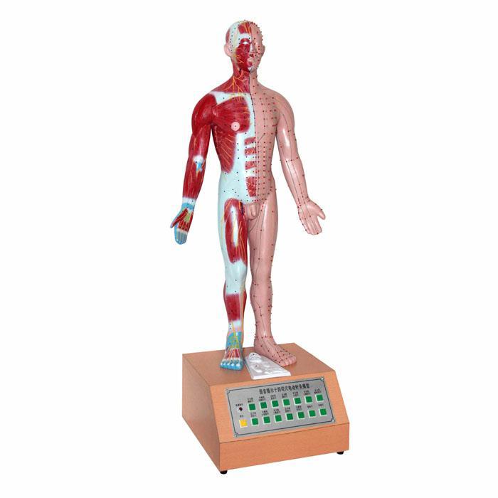 十四电动针灸模型