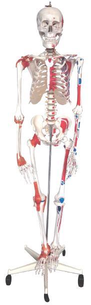 人体骨骼半边肌肉着色附韧带模型