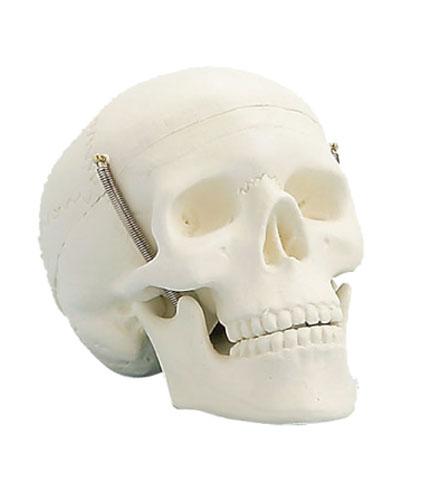学生用头颅骨模型