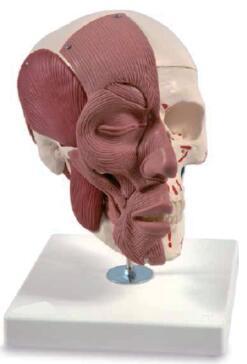 颅骨带肌肉模型