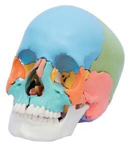 部件彩色颅骨模型