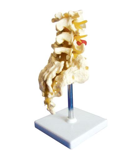 腰骶椎与脊神经模型(4腰椎)