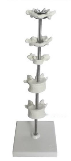 寰、枢、颈、胸、腰椎模型