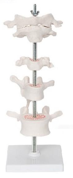 寰、枢、颈、胸、腰椎放大模型