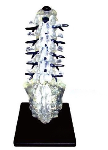 透明腰艇尾椎和脊神经模型