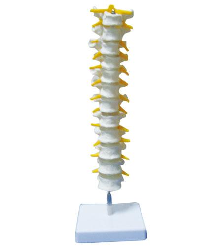 胸椎与脊神经模型
