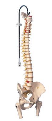枕骨脊椎、骨盆、股骨头和脊神经模型
