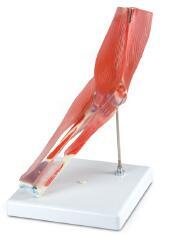 肘关节带肌肉模型