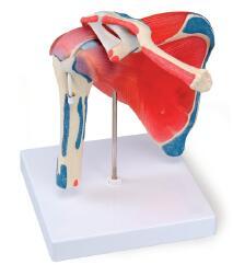 肩关节带肌肉模型