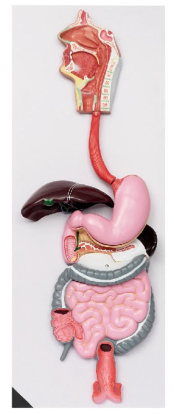 消化系统模型(欧式)