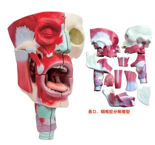 鼻、口、咽喉腔分解模型