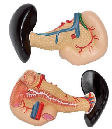 胰、脾、十二指肠模型