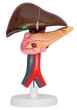 肝胰十二指肠解剖模型