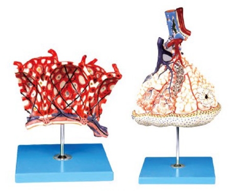 肺小叶连肺泡放大模型