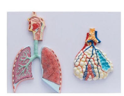 人体呼吸系统(浮雕)