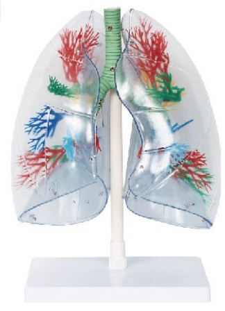 透明肺、气管、支气管和心脏模型