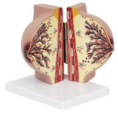 静止期女性乳房模型