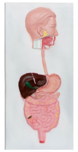 消化系统浮雕模型