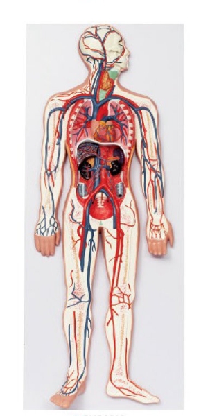 循环系统浮雕模型