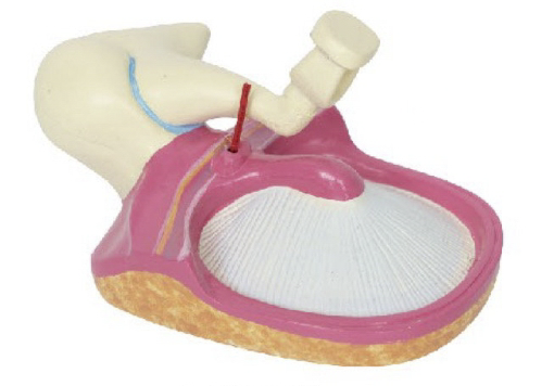 听小骨及鼓膜模型