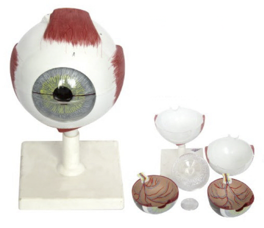 眼球模型(实物的3倍)
