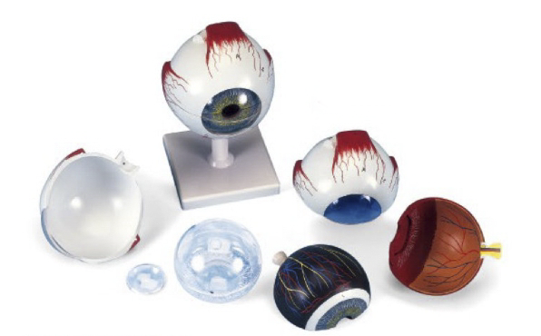 眼球模型(实物的5倍)