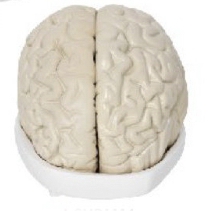 脑及脑室解剖模型