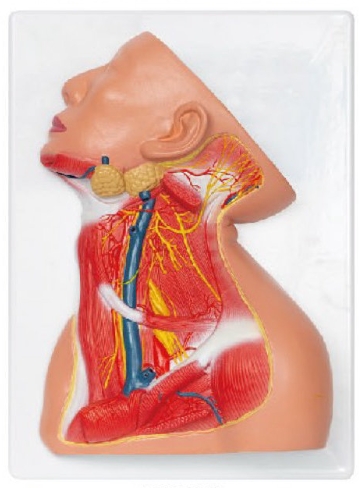 颈部浅层解剖模型
