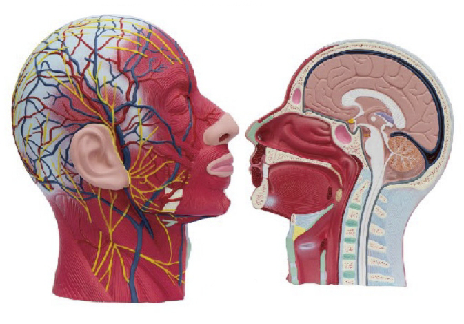 颜面浅层肌肉神经血管