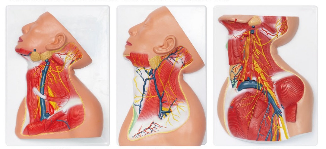 颈部浅、中、深层解剖模型