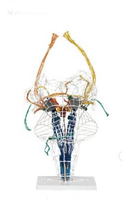 深感觉、前庭传导束和脊髓小脑束