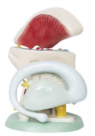 丘脑核束内囊及纹状体模型