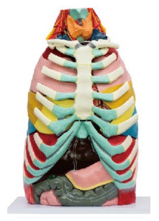 胸腔(胸腔内器官)解剖模型