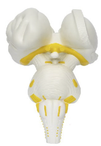 脑干放大模型(3倍)