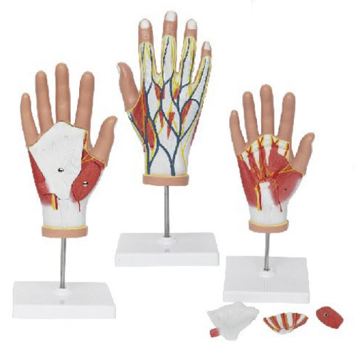 手部的内部结构