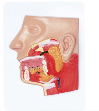 唾液腺解剖模型