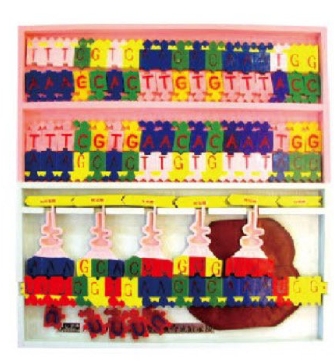 DNA结构及复制模型(1盒)