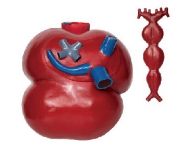 放大型活动心脏发生示教模型