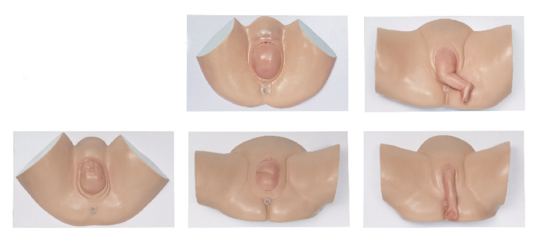 胎儿难产模型(5部件)