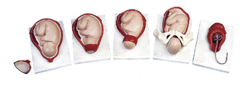 分娩过程(5个阶段)