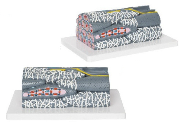 平滑肌纤维模型