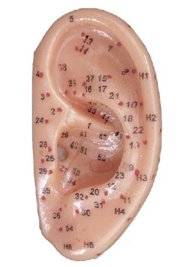 耳针灸模型 1:1 (中文、英代)