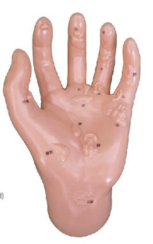 保健手模型(自然大左手)