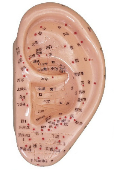 按摩耳 17CM (中文、英文右耳)