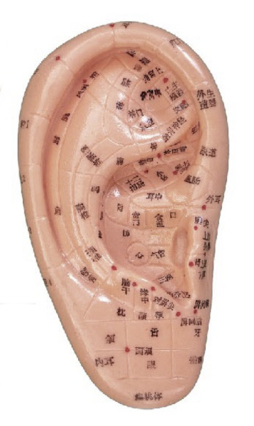 按摩耳 12CM (中文、英文右耳)