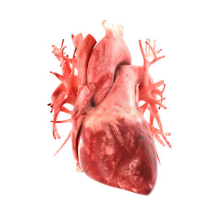 三维人体电子模型