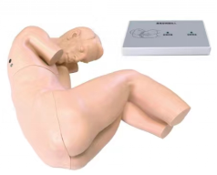 椎管内麻醉模型