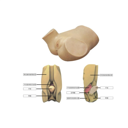 JD/YQC阴道后穹窿穿刺模型