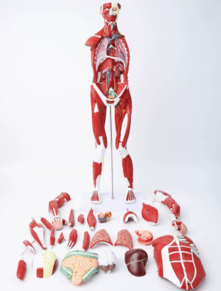 人体全身肌肉附内脏模型(自然大)