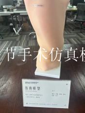 膝关节手术仿真模型